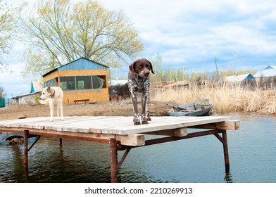 Dogs Of The Kurzhaar Breed Are Standing On The Pier And Waiting For The Owner. Hunting Dog Waiting For Prey. Pets Are On The Banks Of The River.