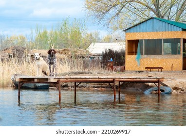 Dogs Of The Kurzhaar Breed Are Standing On The Pier And Waiting For The Owner. Hunting Dog Waiting For Prey. Pets Are On The Banks Of The River.