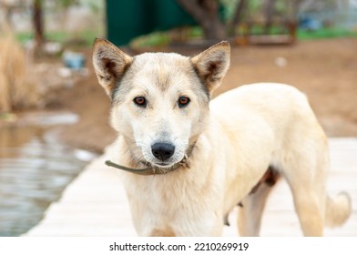 Dogs Of The Kurzhaar Breed Are Standing On The Pier And Waiting For The Owner. Hunting Dog Waiting For Prey. Pets Are On The Banks Of The River.