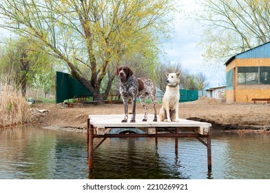 Dogs Of The Kurzhaar Breed Are Standing On The Pier And Waiting For The Owner. Hunting Dog Waiting For Prey. Pets Are On The Banks Of The River.