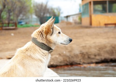 Dogs Of The Kurzhaar Breed Are Standing On The Pier And Waiting For The Owner. Hunting Dog Waiting For Prey. Pets Are On The Banks Of The River.