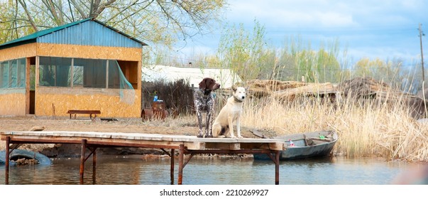 Dogs Of The Kurzhaar Breed Are Standing On The Pier And Waiting For The Owner. Hunting Dog Waiting For Prey. Pets Are On The Banks Of The River.