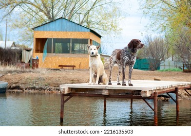 Dogs Of The Kurzhaar Breed Are Standing On The Pier And Waiting For The Owner. Hunting Dog Waiting For Prey. Pets Are On The Banks Of The River.