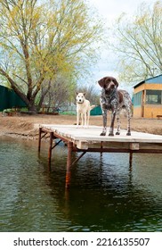 Dogs Of The Kurzhaar Breed Are Standing On The Pier And Waiting For The Owner. Hunting Dog Waiting For Prey. Pets Are On The Banks Of The River.