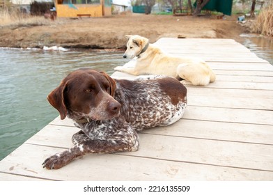 Dogs Of The Kurzhaar Breed Are Standing On The Pier And Waiting For The Owner. Hunting Dog Waiting For Prey. Pets Are On The Banks Of The River.