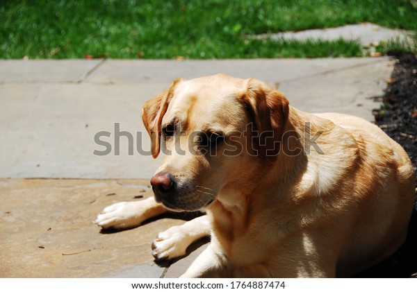 Dogs\
laying in the sun and looking out a car\
window
