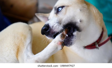 Dogs lick, gnaw, sheep, scratch due to itching. from fungi, bacteria, yeast, along the crotch area of the toes Sometimes they even put it in their mouth. may cause various pathogens ingest - Shutterstock ID 1989497927
