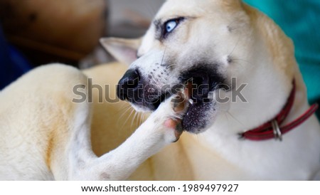 Dogs lick, gnaw, sheep, scratch due to itching. from fungi, bacteria, yeast, along the crotch area of the toes Sometimes they even put it in their mouth. may cause various pathogens ingest