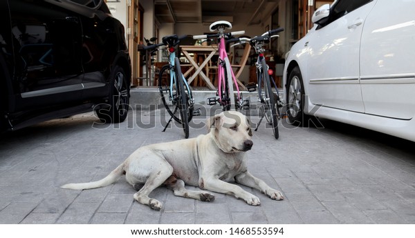 Dogs\
lie in front of the restaurant. And between two\
cars
