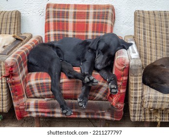  Dogs Lie On A Chair On The Street. Advertising For A Furniture Store. Homeless Dogs. Yard At The Shop Selling Armchairs. Animal Rest. Humor. Old Armchairs
