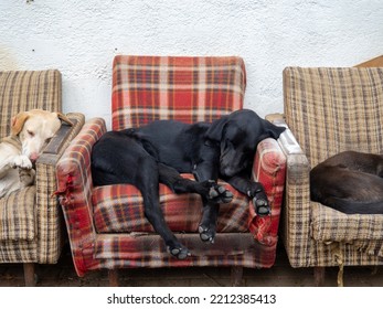  Dogs Lie On A Chair On The Street. Advertising For A Furniture Store. Homeless Dogs. Yard At The Shop Selling Armchairs. Animal Rest. Humor. Old Armchairs
