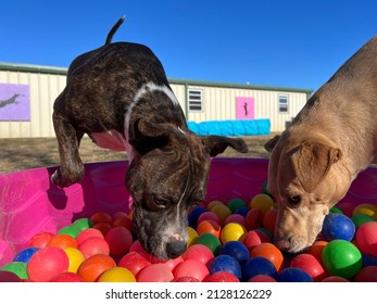 Dogs Like To Forage Through Bright Colorful Plastic Balls Outside In The Pink Kiddie Pool Searching For Food Using Incredible Sense Of Smell At Canine Enrichment Positive Training Center On Sunny Day