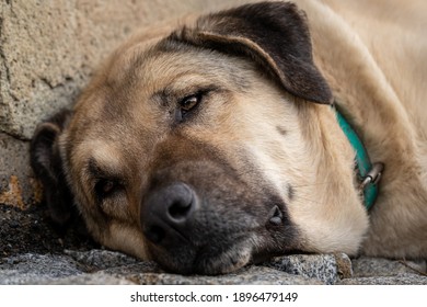 253 Labrador Stretching Images, Stock Photos & Vectors | Shutterstock