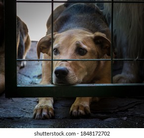 Dogs Locked In The Kennel Victims Of Animal Abuse