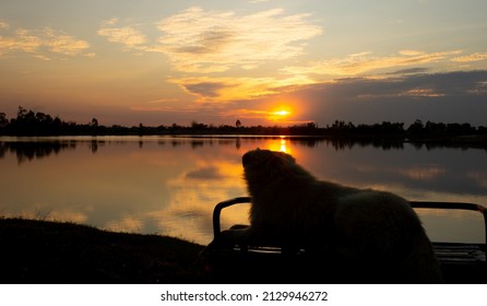 Dogs Look At The Sun On The Edge Of A Reservoir In Rural Thailand.
