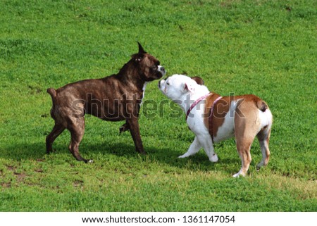 Similar – Image, Stock Photo round table Pet Dog