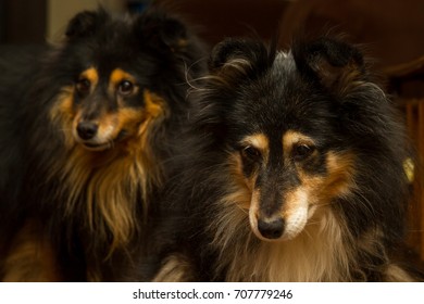 Dogs Mother Son Stock Photo 707779246 | Shutterstock