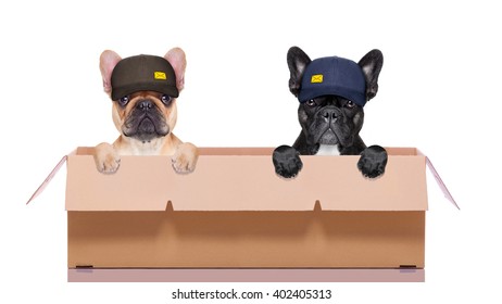 Dogs In Moving Box Or Mail Delivery 