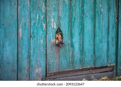 A dog's muzzle peeks into a hole in a fence in Siberia - Shutterstock ID 2093123647