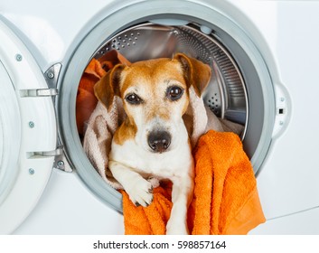 2,164 Dog laundry Images, Stock Photos & Vectors | Shutterstock