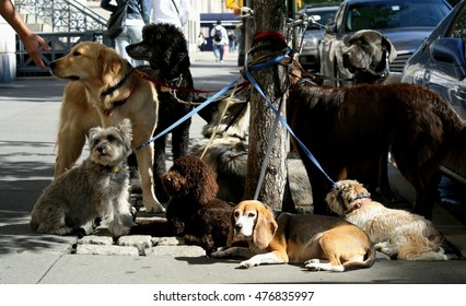 Dogs in New York City