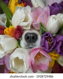 Dog's nose peeks out from colorful tulips bouquet. Funny spring greeting card.