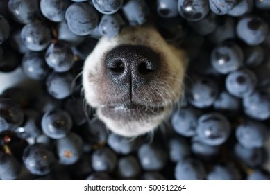 Dog`s Nose Poking Out Of Black Grape