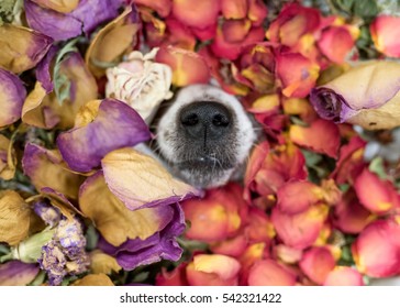 Dog`s Nose Poking Out Of Dry Rose Petals