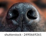 A dogs nose symbolizes loyalty and friendliness, highlighting the pets sensitive features