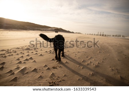 dogs on the beach in winter in thenetherlands