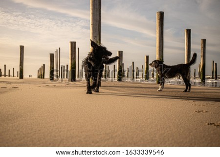 dogs on the beach in winter in thenetherlands