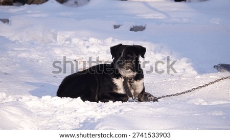 Dogs on chains in winter between large snowdrifts.
