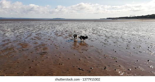 Dogs on Cramond Beach