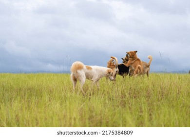 a dogs on the mountain - Powered by Shutterstock
