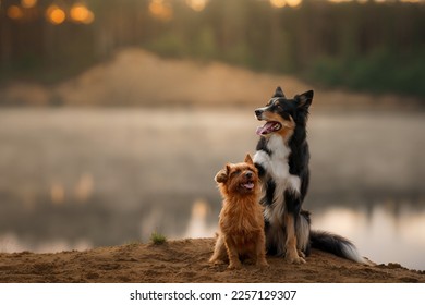 Dogs on the sandy beach at dawn. Australian Terrier and and a border collie in nature. Beautiful pet at foggy lake  - Shutterstock ID 2257129307