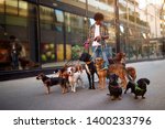 Dogs on the streets on leash with smiling man professional dog walker
