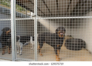 Dogs In Outdoor Cage