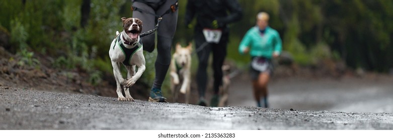 Dogs and its owners taking part in a popular canicross race. Canicross dog mushing race - Shutterstock ID 2135363283