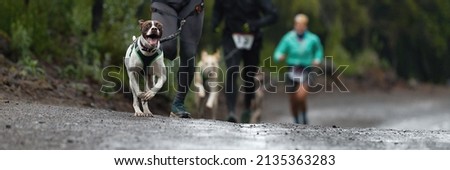 Dogs and its owners taking part in a popular canicross race. Canicross dog mushing race Stock photo © 