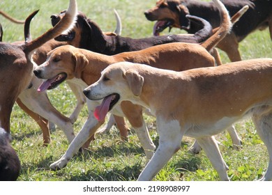 Dogs From A Pack Of Adult Hunting Hounds.