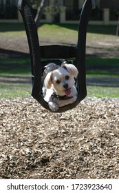 Dogs at the park posing