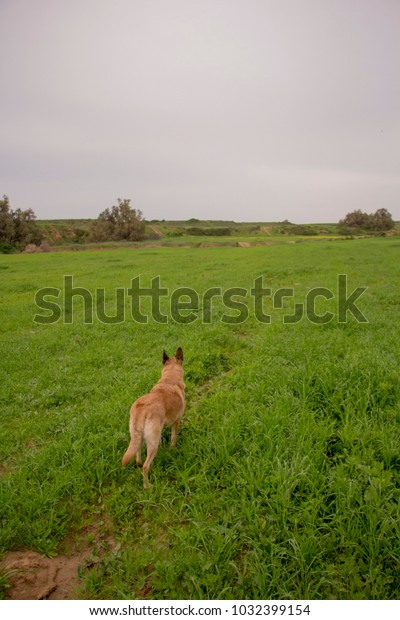 green field dogs