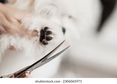 Dog's paw close-up. Cute white Maltese dog in a beauty salon for dogs on grooming procedures. - Powered by Shutterstock