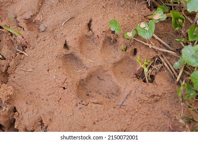 A dog's paw print imprinted on clay soil