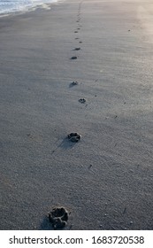 Dog's Paw Prints On A Wet Sandy Beach At Golden Hour Early In The Morning.