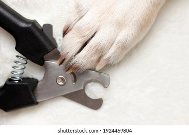 Dog's paws. Claw cutter-trimmer for cutting the claws of cats and dogs, guillotine claw cutter, black. Cutting the claws of a dog.