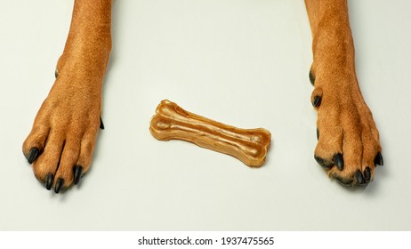 Dog's Paws And Rawhide Bone.