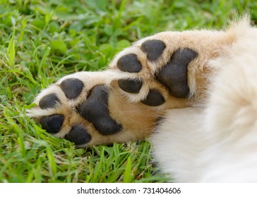 Dog's Paws Showing Pads, Golden Retriever Puppy