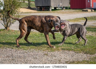 55 Dogs barking and cow Images, Stock Photos & Vectors | Shutterstock