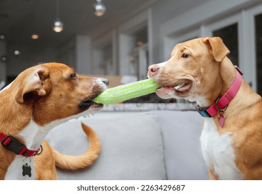 Dogs play tug-of-war with rope in mouth on sofa. Side view of two puppy dogs facing each while pulling on a pet toy. Dog bonding or dog friends playtime. Harrier mix and Boxer mix. Selective focus. - Shutterstock ID 2263429687